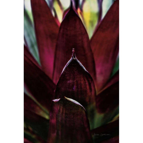 Succulent Detail I Gold Ornate Wood Framed Art Print with Double Matting by Catterall, Elise