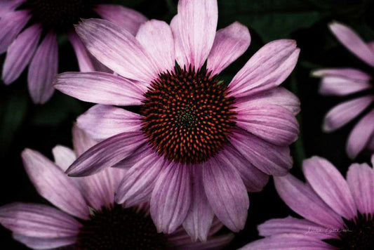 Image Only