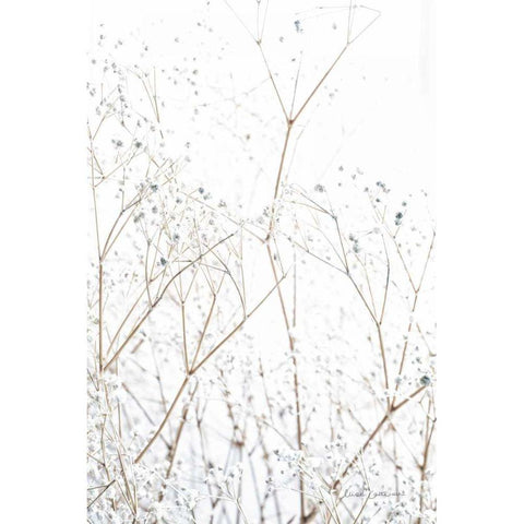 Gypsophila Black Modern Wood Framed Art Print with Double Matting by Catterall, Elise