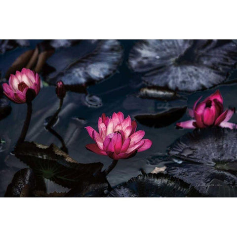 Waterlilies Black Modern Wood Framed Art Print with Double Matting by Catterall, Elise