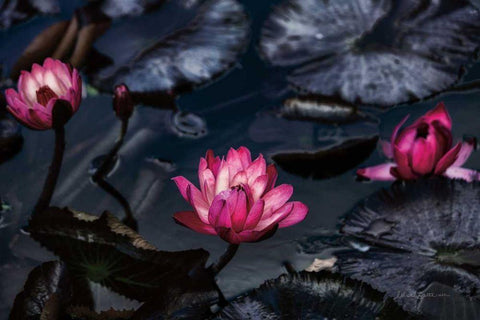 Waterlilies White Modern Wood Framed Art Print with Double Matting by Catterall, Elise