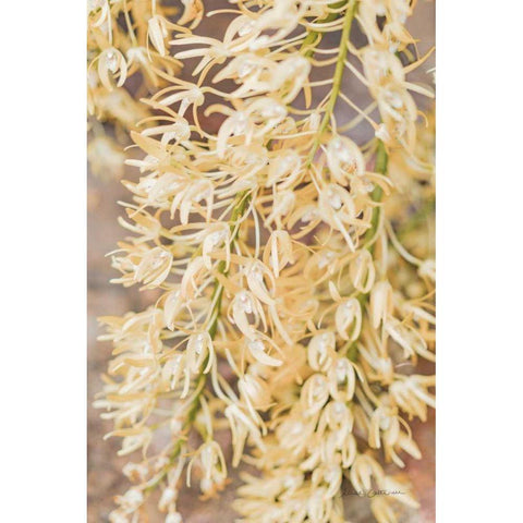 Orchid Detail Black Modern Wood Framed Art Print by Catterall, Elise