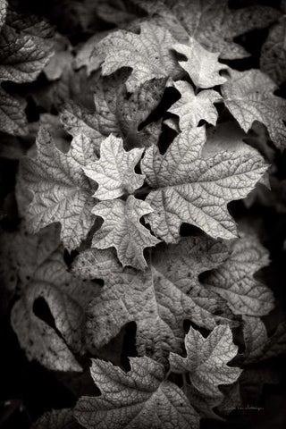 Hydrangea Leaves in Black and White Black Ornate Wood Framed Art Print with Double Matting by Van Swearingen, Debra