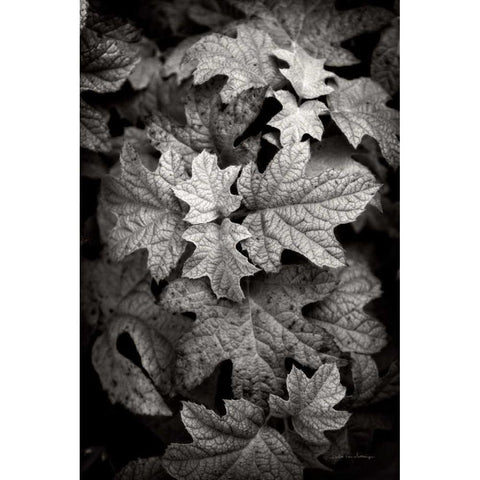 Hydrangea Leaves in Black and White Gold Ornate Wood Framed Art Print with Double Matting by Van Swearingen, Debra