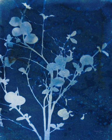 Enchanted Cyanotype VI Black Ornate Wood Framed Art Print with Double Matting by Green, Nancy