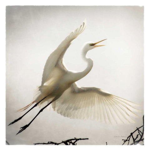 Emergence White Modern Wood Framed Art Print with Double Matting by Van Swearingen, Debra