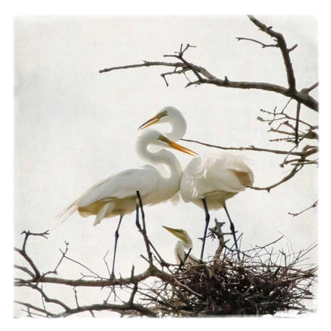 Devotion White Modern Wood Framed Art Print with Double Matting by Van Swearingen, Debra