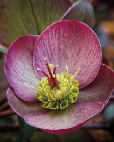 Lenton Rose IV White Modern Wood Framed Art Print with Double Matting by Van Swearingen, Debra
