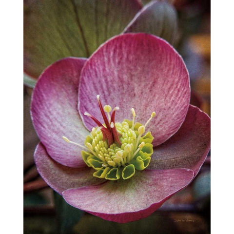 Lenton Rose IV Black Modern Wood Framed Art Print with Double Matting by Van Swearingen, Debra