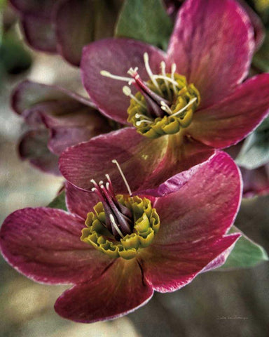 Lenton Rose V Black Ornate Wood Framed Art Print with Double Matting by Van Swearingen, Debra