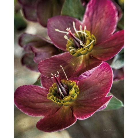 Lenton Rose V White Modern Wood Framed Art Print by Van Swearingen, Debra