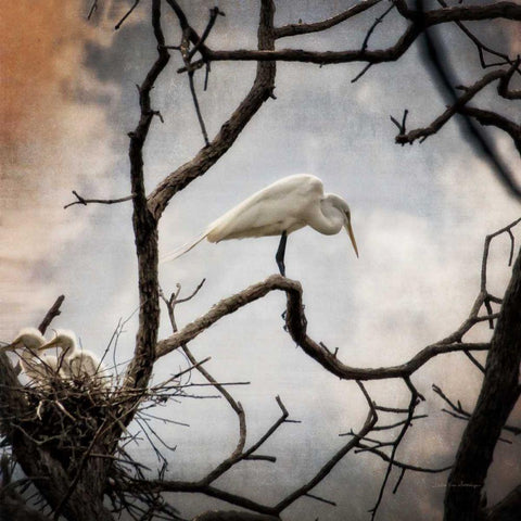 Respite Black Modern Wood Framed Art Print by Van Swearingen, Debra