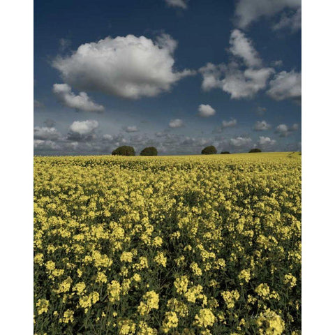 Yellow Fields Black Modern Wood Framed Art Print by Eichman, Andre