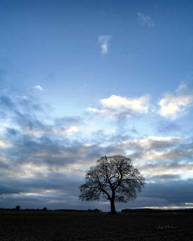 Horizon Tree White Modern Wood Framed Art Print with Double Matting by Eichman, Andre