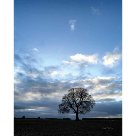 Horizon Tree Black Modern Wood Framed Art Print by Eichman, Andre