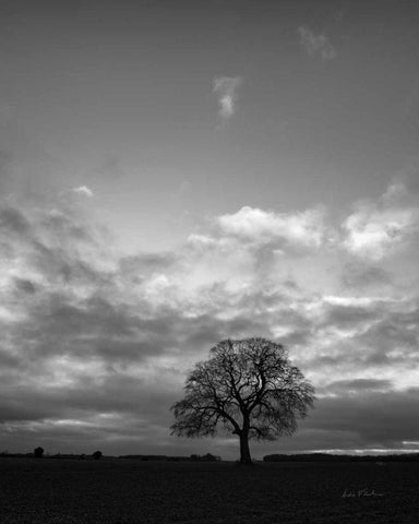 Horizon Tree BW Black Ornate Wood Framed Art Print with Double Matting by Eichman, Andre