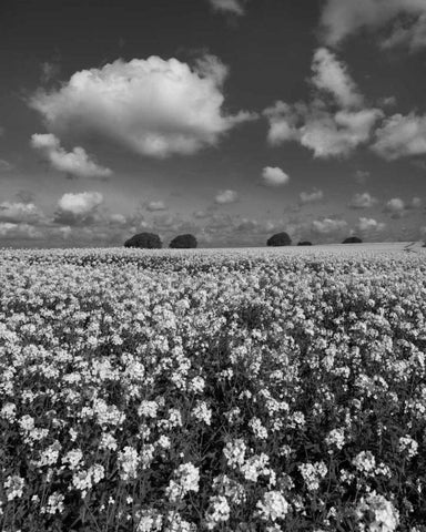 Yellow Fields BW Black Ornate Wood Framed Art Print with Double Matting by Eichman, Andre