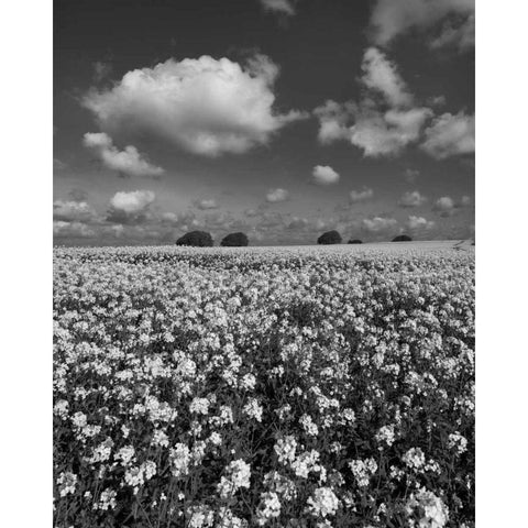 Yellow Fields BW Black Modern Wood Framed Art Print by Eichman, Andre