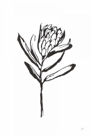 Line Protea I White Modern Wood Framed Art Print with Double Matting by Paschke, Chris