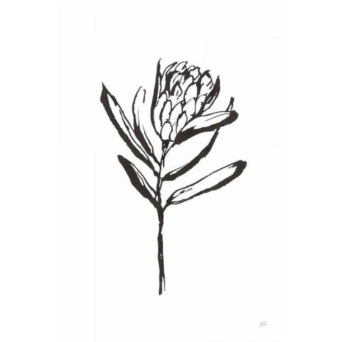 Line Protea I Black Modern Wood Framed Art Print by Paschke, Chris