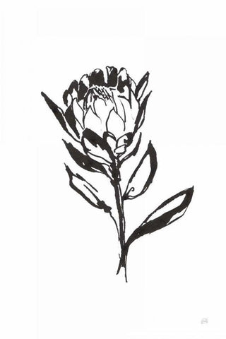 Line Protea II Black Ornate Wood Framed Art Print with Double Matting by Paschke, Chris