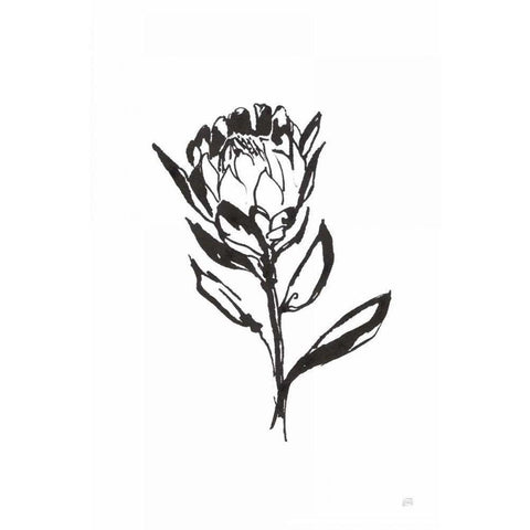 Line Protea II White Modern Wood Framed Art Print by Paschke, Chris