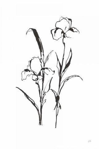Line Iris I Black Ornate Wood Framed Art Print with Double Matting by Paschke, Chris