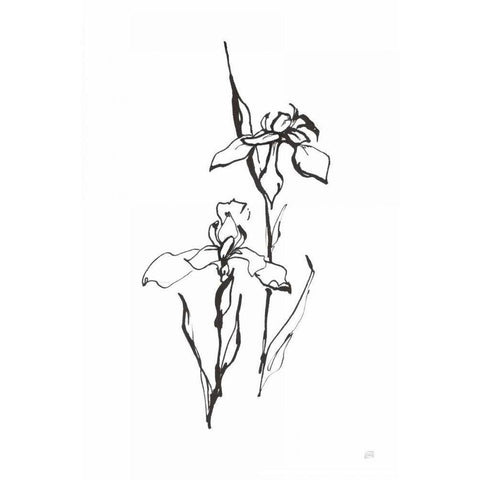 Line Iris II Black Modern Wood Framed Art Print by Paschke, Chris