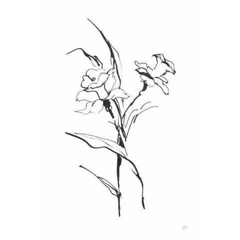 Line Daffodil Black Modern Wood Framed Art Print with Double Matting by Paschke, Chris