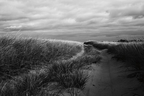 Beach Grasses White Modern Wood Framed Art Print with Double Matting by Aledanda