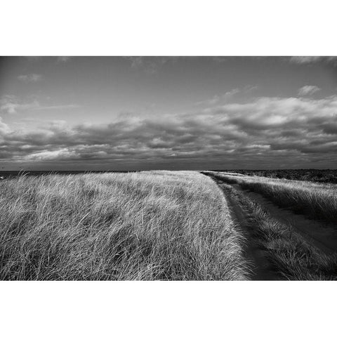 Road to the Beach Gold Ornate Wood Framed Art Print with Double Matting by Aledanda