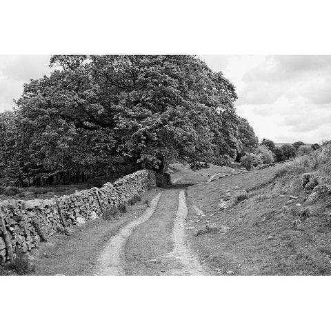 Wynlass Beck White Modern Wood Framed Art Print by Marshall, Laura