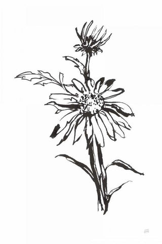 Line Echinacea I White Modern Wood Framed Art Print with Double Matting by Paschke, Chris