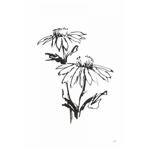 Line Echinacea II Black Modern Wood Framed Art Print with Double Matting by Paschke, Chris