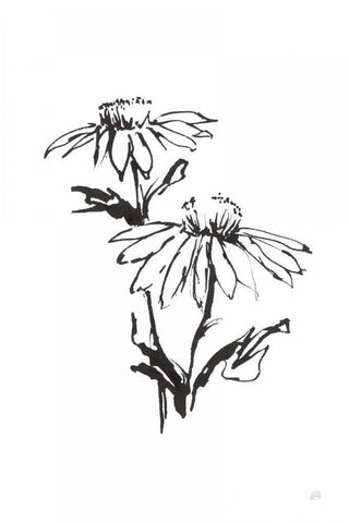 Line Echinacea II White Modern Wood Framed Art Print with Double Matting by Paschke, Chris