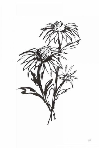 Line Echinacea III White Modern Wood Framed Art Print with Double Matting by Paschke, Chris