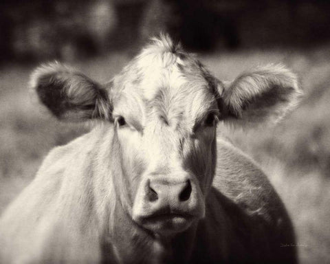 Pasture Cow White Modern Wood Framed Art Print with Double Matting by Van Swearingen, Debra