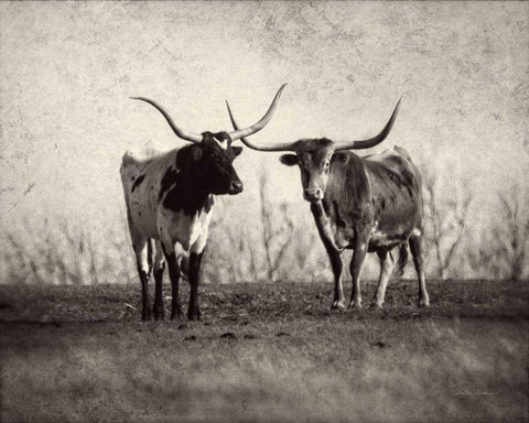 Texas Longhorns Black Ornate Wood Framed Art Print with Double Matting by Van Swearingen, Debra