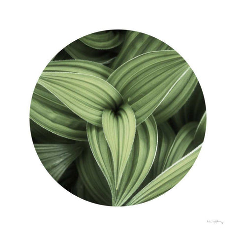 Corn Lily Circle II Gold Ornate Wood Framed Art Print with Double Matting by Majchrowicz, Alan