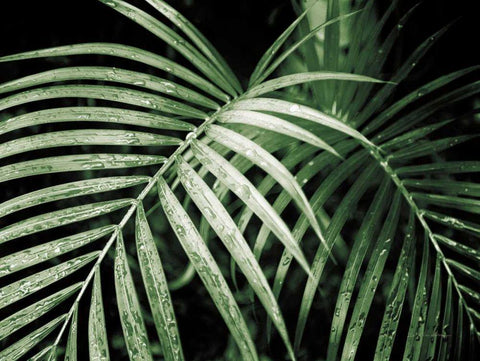 Palm Fronds Green Black Ornate Wood Framed Art Print with Double Matting by Van Swearingen, Debra