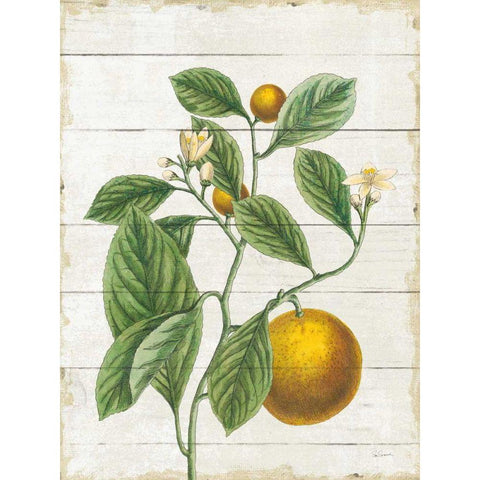 Classic Citrus VI Shiplap Black Modern Wood Framed Art Print with Double Matting by Schlabach, Sue