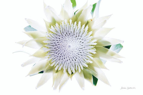 Protea Center I Black Ornate Wood Framed Art Print with Double Matting by Catterall, Elise