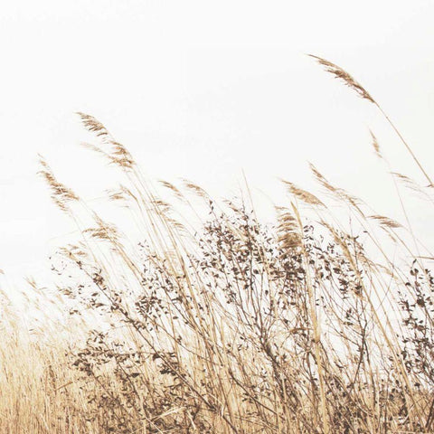 Autumn Grasses Crop White Modern Wood Framed Art Print by Studio, Brookview
