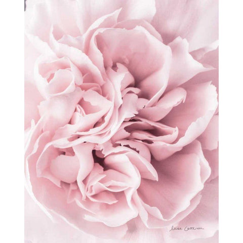 Pink Carnation Crop Gold Ornate Wood Framed Art Print with Double Matting by Catterall, Elise