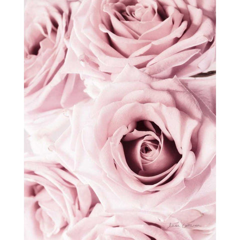 Pink Rose Cluster Crop White Modern Wood Framed Art Print by Catterall, Elise