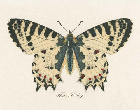 Natures Butterfly I White Modern Wood Framed Art Print with Double Matting by Wild Apple Portfolio