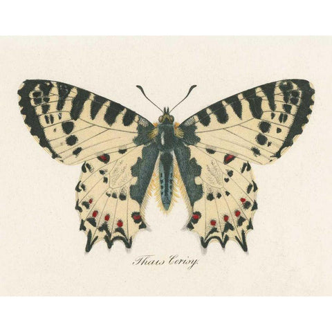 Natures Butterfly I White Modern Wood Framed Art Print by Wild Apple Portfolio