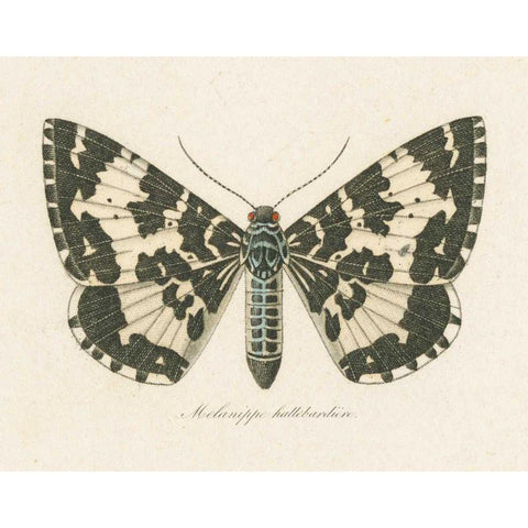 Natures Butterfly II Black Modern Wood Framed Art Print with Double Matting by Wild Apple Portfolio