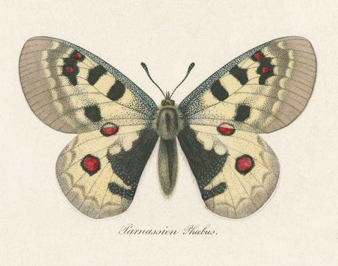 Natures Butterfly III White Modern Wood Framed Art Print with Double Matting by Wild Apple Portfolio