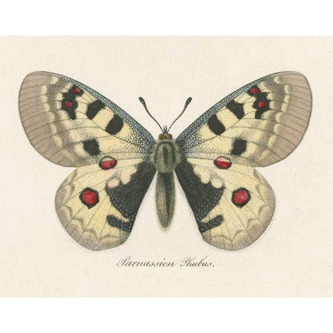 Natures Butterfly III Black Modern Wood Framed Art Print with Double Matting by Wild Apple Portfolio